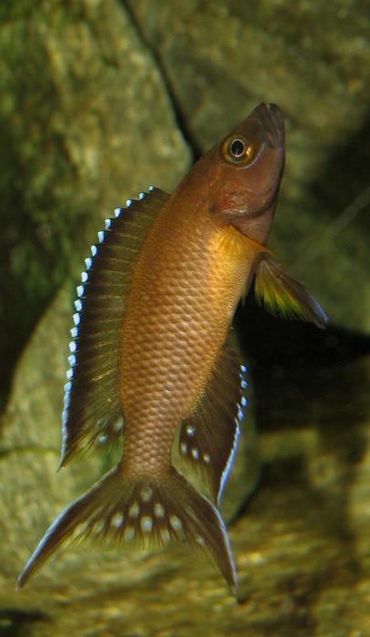 Neolamprologus buescheri 'Kamakonde'